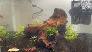 Cherry shrimp aquascape build [upl. by Graybill]