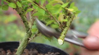 Japanese  ornamental holly bonsai [upl. by Airotnes]