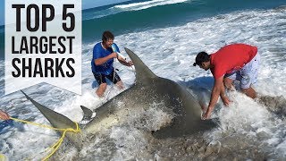 Top 5 Largest Sharks Caught [upl. by Oijile]