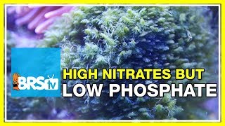 FAQ 42 Why are my nitrates high but phosphates low  52 FAQ [upl. by Hawger455]