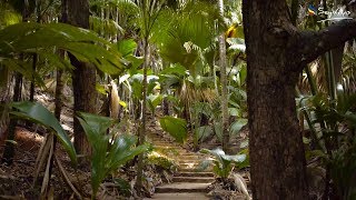 Vallée de Mai on Praslin Seychelles [upl. by Sasnett]