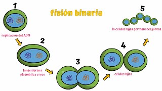 División celular procarionte  Fisión binaria [upl. by Sinne]