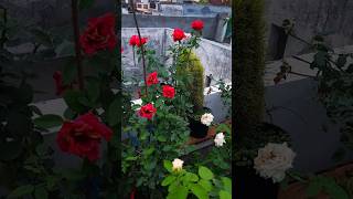 Monsoon terrace garden overview  hibiscus rose bougainvillea flowering plants  gardening [upl. by Coryden]