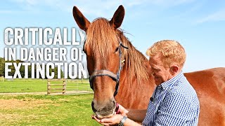 Saving Britains Oldest Horse  Adam Hensons Farm Diaries  Part One [upl. by Enaenaj480]