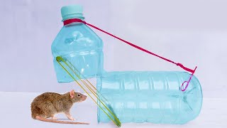 DIY Homemade Mousetrap Using a Plastic Bottle  Quick and Effective Rodent Control Solution [upl. by Assen]