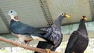 Les pigeons colombes et tourterelles exotiques les plus recherchées [upl. by Aisyram]