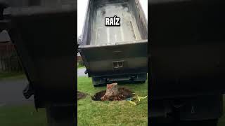 ¿Cómo poner en común esta parte de la raíz de un árbol😮 shortsvideo [upl. by Tyrone319]