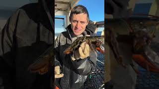 Removing barnacles from a lobster maine lobster sustainable education saving helping [upl. by Yzeerb]