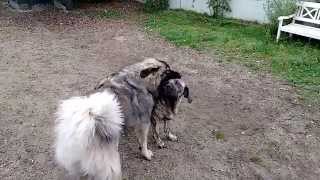 Caucasian shepherd vs Fila Brasileiro [upl. by Long634]