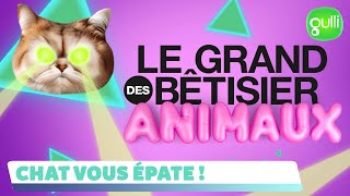 🚨 LOLCATS I Le grand bêtisier des animaux  Chat vous épate  😹 [upl. by Yeldua261]