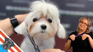 Maltese puppy  Dog first grooming The haircut under the comb [upl. by Essilrahc]