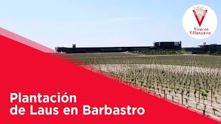 Plantación de Laus en Barbastro [upl. by Puritan]