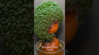 Growing Chia Seeds  timelapse chiapet [upl. by Ahrat]