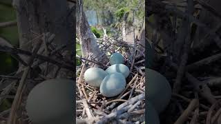 Bird nests in the forest many eggs birds birdhome birdnest parrot [upl. by Diley556]