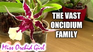 About Oncidium intergeneric Orchids Cambria Orchids [upl. by Consuelo]