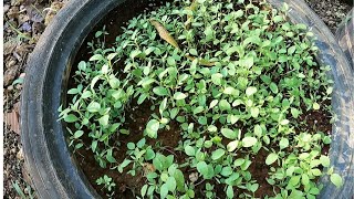 HOW TO PLANT JAMAICAN CALLALOO [upl. by Etnauj]