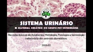 SISTEMA URINÁRIO [upl. by Allegra957]