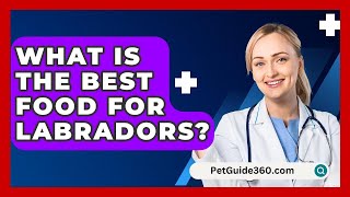 What Is the Best Food for Labradors  PetGuide360com [upl. by Martine650]