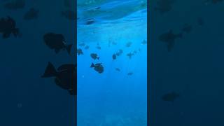 Snorkeling in Molokini Crater Maui Hawaii [upl. by Grote]