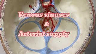 Dural venous sinuses and blood supply  neuroanatomy  ospe [upl. by Imyaj]