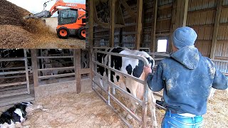 Real Life Day of a Dairyman [upl. by Adiasteb685]