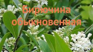 Бирючина обыкновенная ligustrum vulgare 🌿 бирючина обзор как сажать саженцы бирючины [upl. by Aieka515]