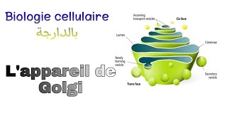 شرح بالدارجة لملخص درس جهاز غولجي Appareil de Golgi للسنة اولى تخصص بيولوجي L1 Snv s1 Biologie [upl. by Jennifer456]