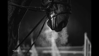 Equestrians  This is our sport [upl. by Braynard]