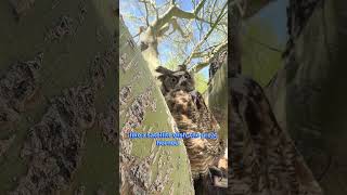 Great Horned Owls Masters of the Night animals nature wildlife [upl. by Refinaj834]