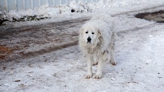 Training Your Great Pyrenees Puppy A Guide for a Happy Dog [upl. by Ateekram]