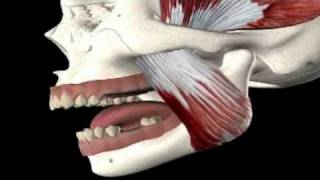 Pain in the Jaw Symptoms amp Treatment [upl. by Mooney]