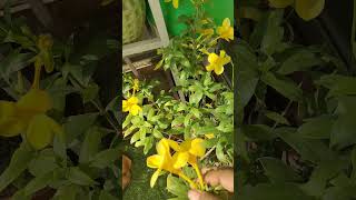 allamanda plant flower se bhar gaya jayega all care tipsshort [upl. by Ahsiemal]