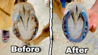 Hoof Restoration  Horse Hoof Compilation  Hoof Trimming [upl. by Ecad]