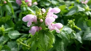 Best Perennials  Lamium Shell Pink Dead Nettle [upl. by Stent79]