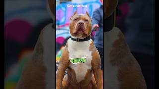 Putbull vs Tibetian Mustiff Fight 😮 Biggest Dog Fight pitbull viral dog facts shorts [upl. by Ellerahc]