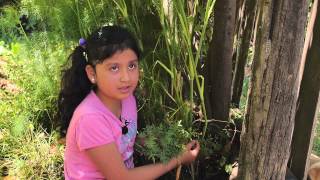 DICCIONARIO DE PLANTAS MEDICINALES MAPUCHE [upl. by Tyrus]