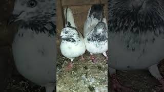 Fulsirekabutarpigeon viralvideo viralvideo kabutar [upl. by Demeyer625]