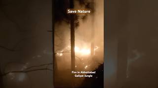 Save Forest  Fire in Abbottabad Gallyat Forest  Naturestreasure1 UNDRR unitednations [upl. by Htinek]