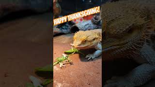 Phils Thanksgiving feast Mealworms wax worms hormworm and greens asmr beardeddragon reptiles [upl. by Jacques]