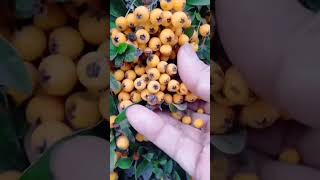 Cute and Useful Plant Pyracantha Crenulata Firethorn [upl. by Aehsila]