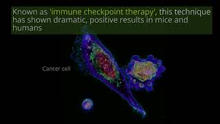 T cell actively killing a cancer cell Video LabTube [upl. by Valdemar632]