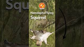 Namdapha Flying Squirrel Rare Wildlife Encounter vajiramandravi [upl. by Yknip98]