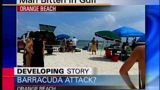 barracuda attack at orange beach [upl. by Serena]