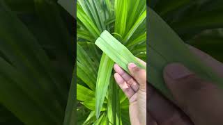 Briyani leaf  pandan leaves 🍃 உங்க ஊர்ல இதோட name என்ன cmd briyani leaf plants [upl. by Bellamy]