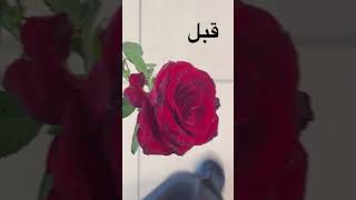 حياة الوردة 🌷 [upl. by Assirec524]