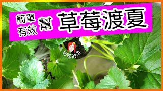 【草莓渡夏草莓度夏＃簡單有效】幫草莓渡夏度夏以自己的經驗談談（草莓度夏渡夏）最該注意的事項 草莓不該死（＃草莓16） ＃草莓 ＃草莓度夏 ＃草莓渡夏＃肥媽的店 [upl. by Llejk]