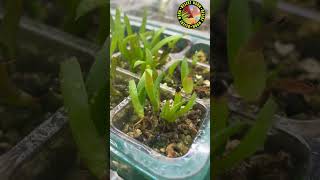 Aloe Alooides open pollination seed germination at 4 months Hydroponics vs Standard [upl. by Oicneconi]