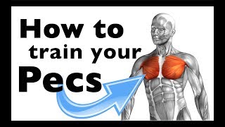 How to Train your Pectoralis major amp minor 15 gym exercises [upl. by Silloh]