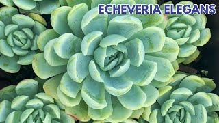 echeverria elegans reproducir donsuculento [upl. by Savory]