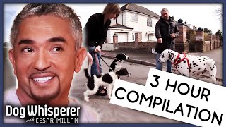 Dog Whisperer With Cesar Millan 3 Hour Marathon  Season 9  Full Episodes [upl. by Gati]